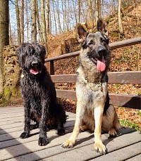 Riesenschnauzer und VEO