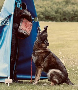 Tierambulanz Schweiz