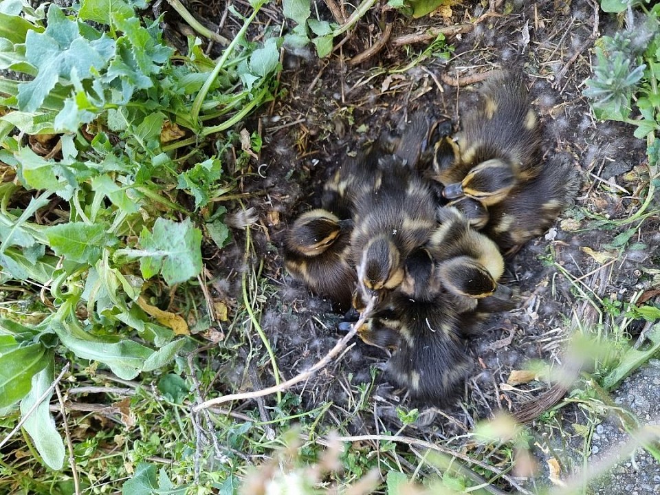Tierrettungsdienst Tierambulanz Schweiz