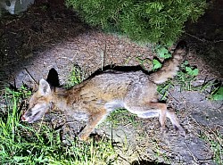 Kranker Fuchs in Wohnquartier