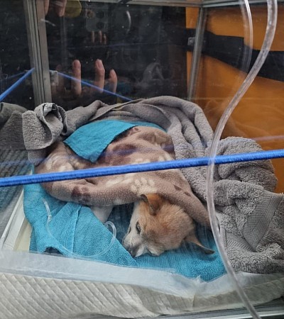 Verlegung mittels Sauerstoffbox